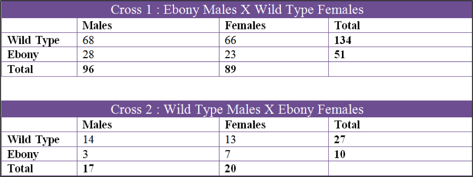 ebony_males_wild_type_females
