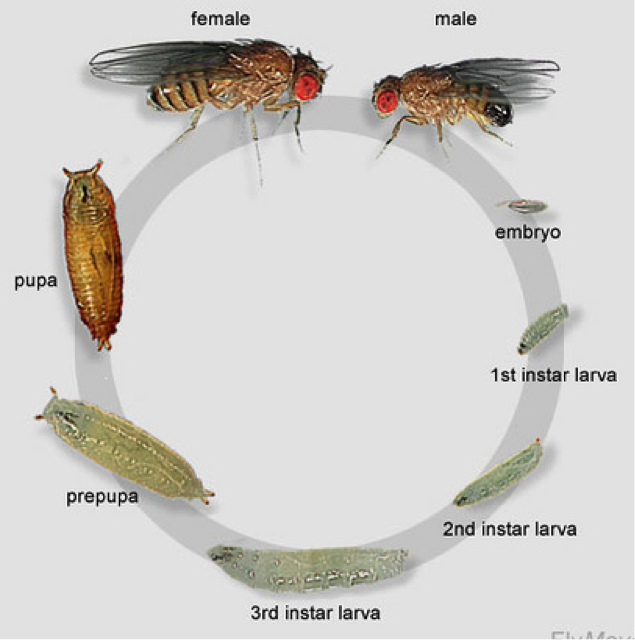 drosophila melanogaster lab report