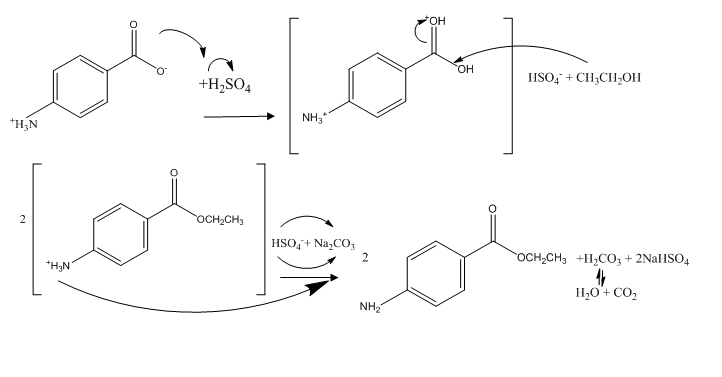 Esterification of Benzocaine