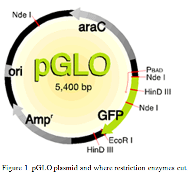 pGLO plasmid restrictino enzymes