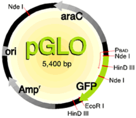 Pglo And Mutagenesis Biology Lab