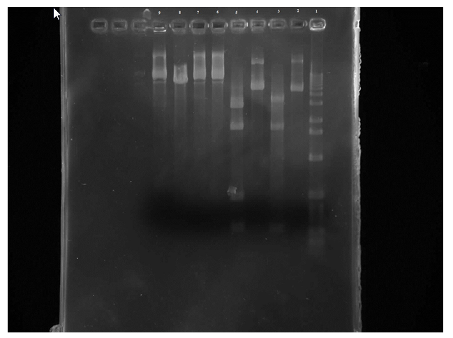 pGLO Lab