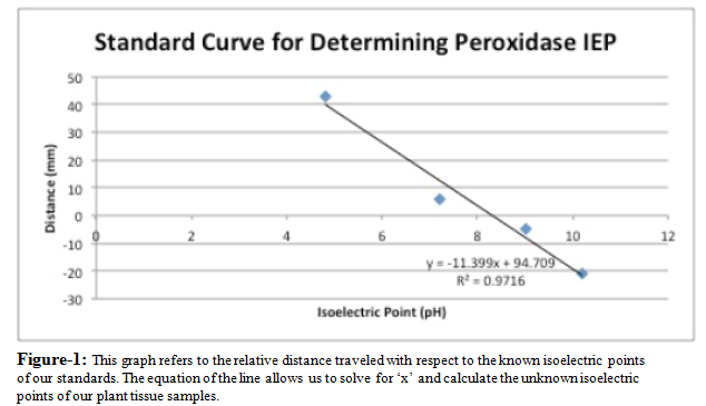 distance traveled with respect to the known isoelectric points