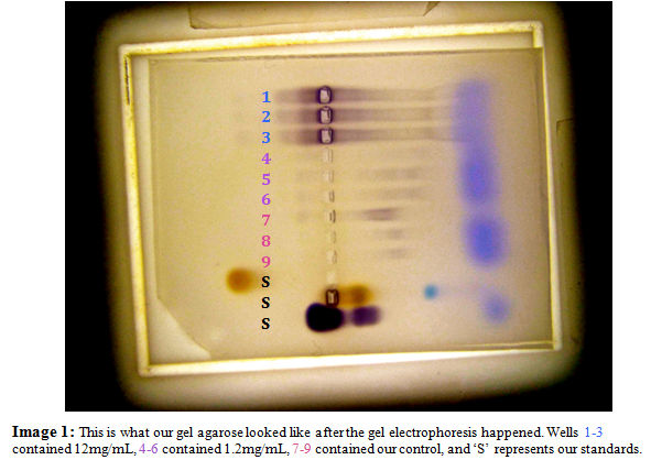 gel agarose